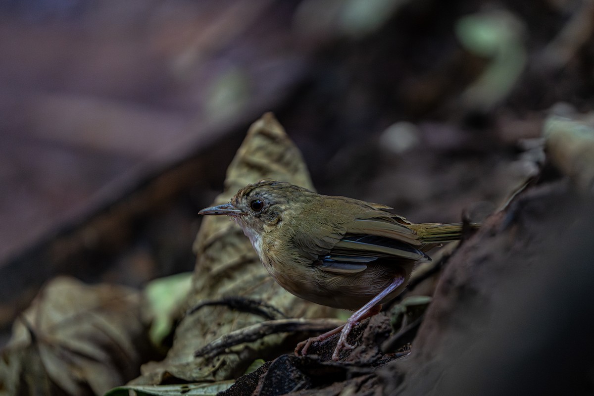 Buff-breasted Babbler - ML644341164