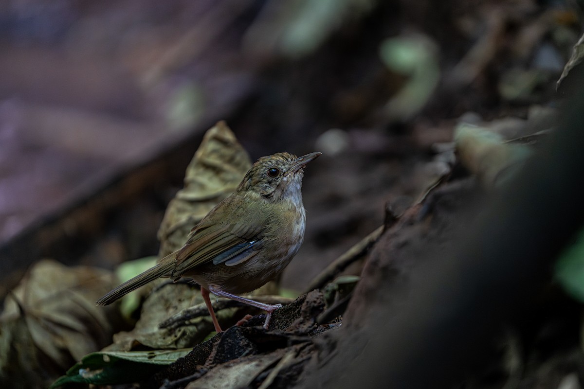 Buff-breasted Babbler - ML644341165