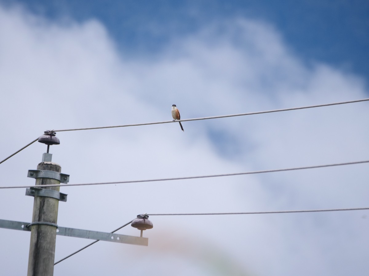 Alcaudón Schach (tricolor/longicaudatus) - ML644341166