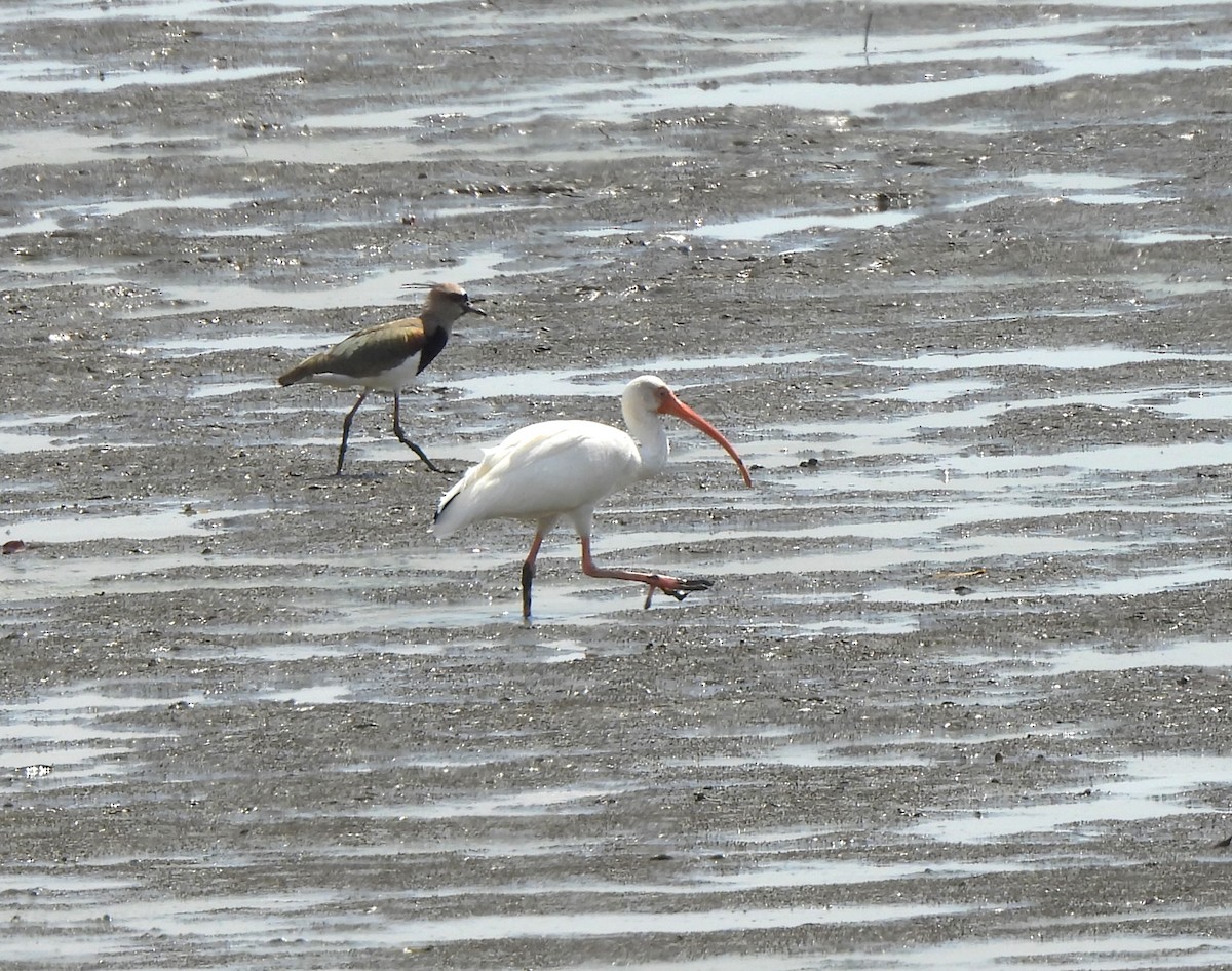 White Ibis - ML644341202