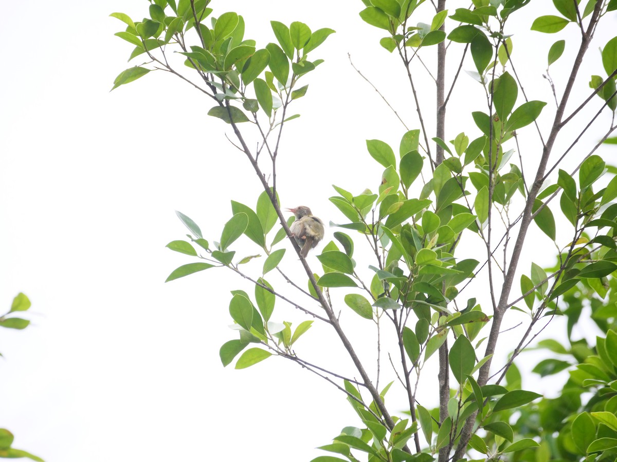 langstjertskredderfugl - ML644341212