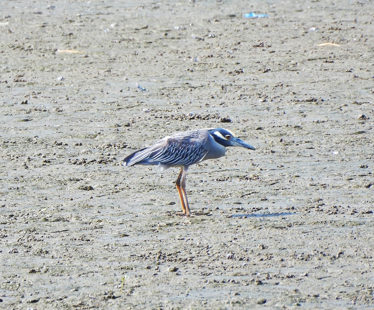 Sarı Tepeli Gece Balıkçılı - ML644341213