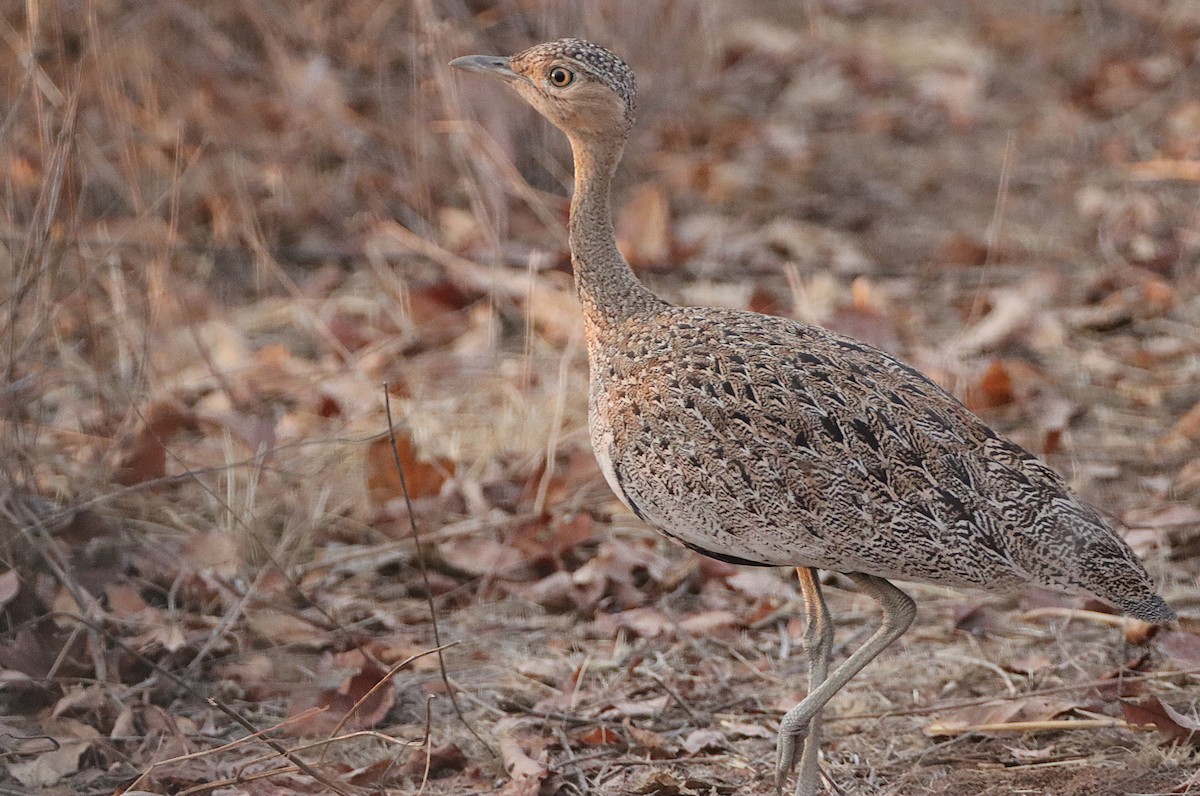 Buff-crested Bustard - ML644341214
