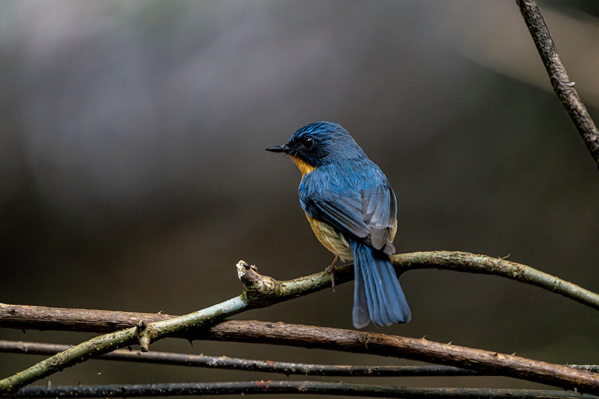 Gobemouche de White - ML644341215