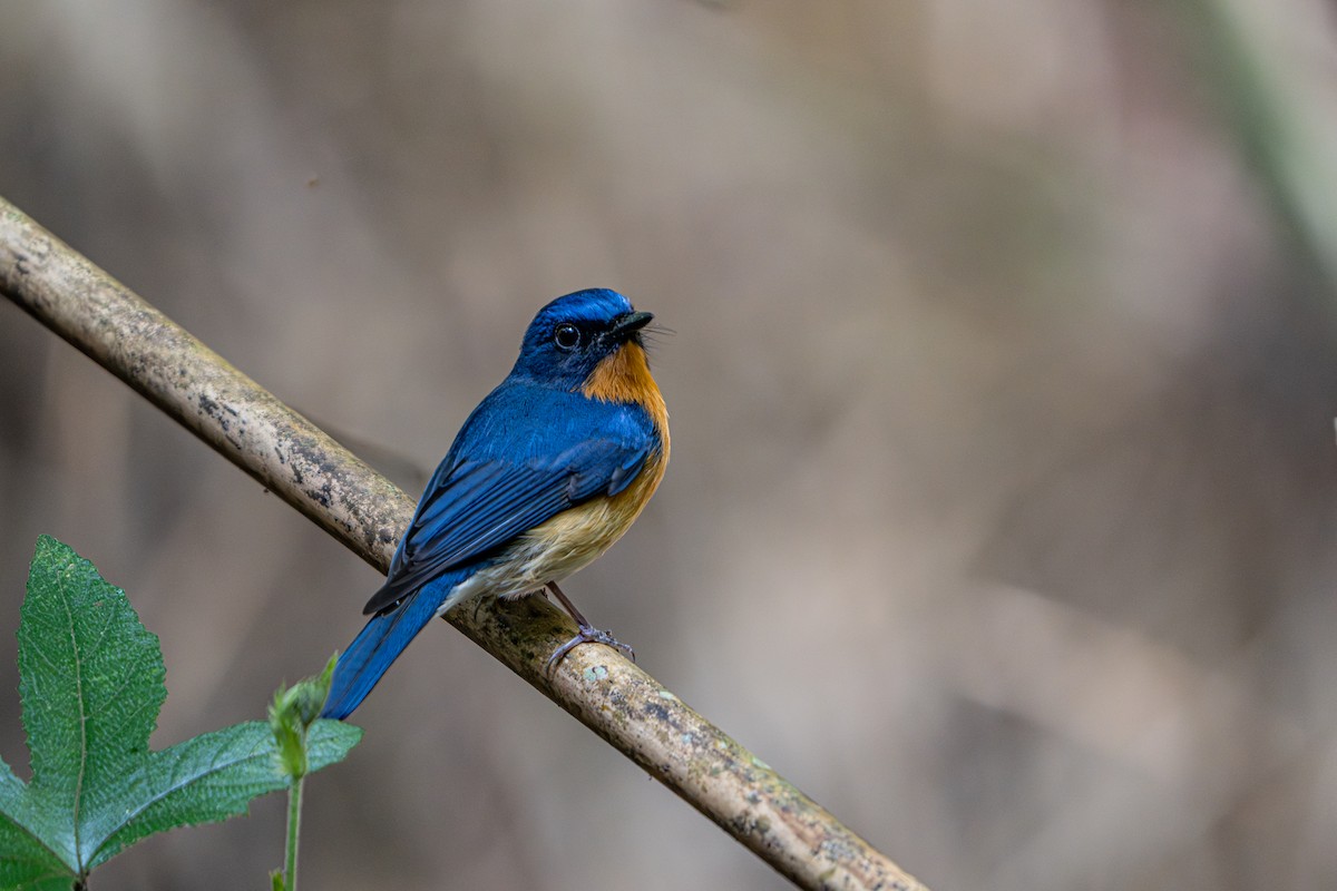Gobemouche de White - ML644341217