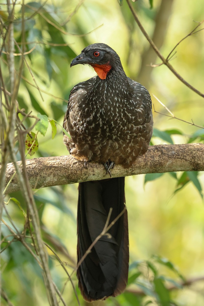 Pénélope yacouhou - ML644341226