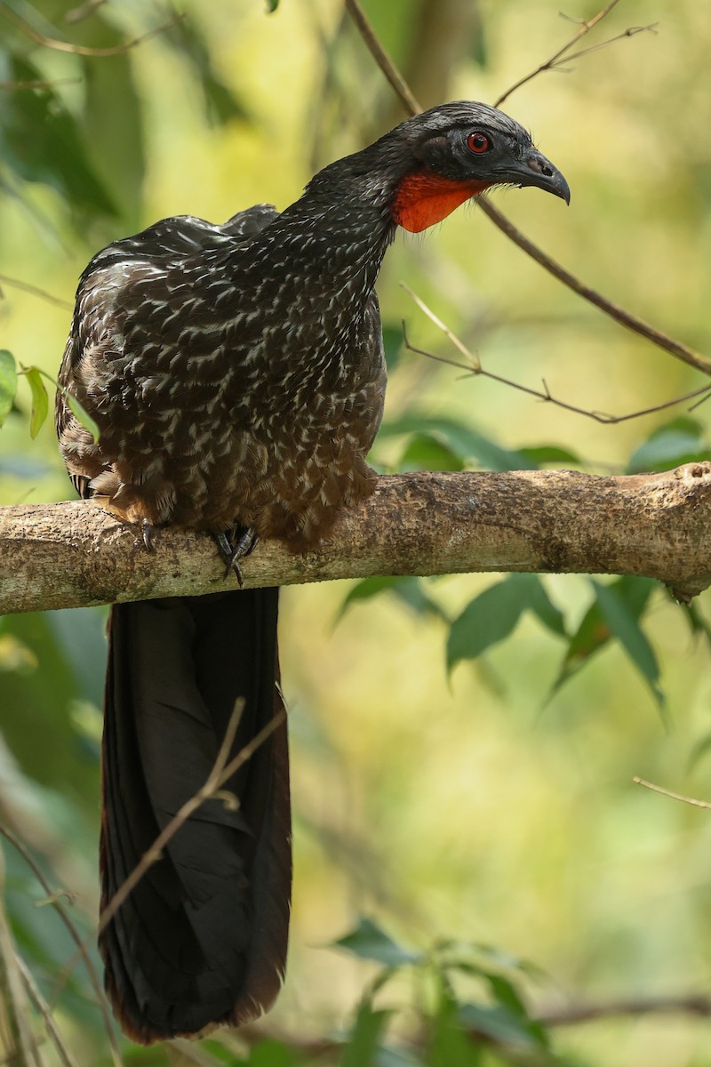 Pénélope yacouhou - ML644341227