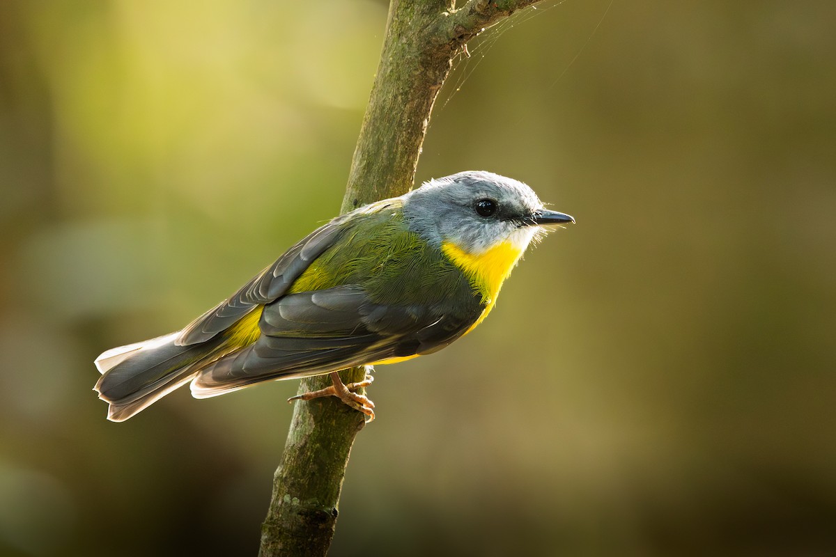 Doğulu Sarı Bülbül - ML644341243