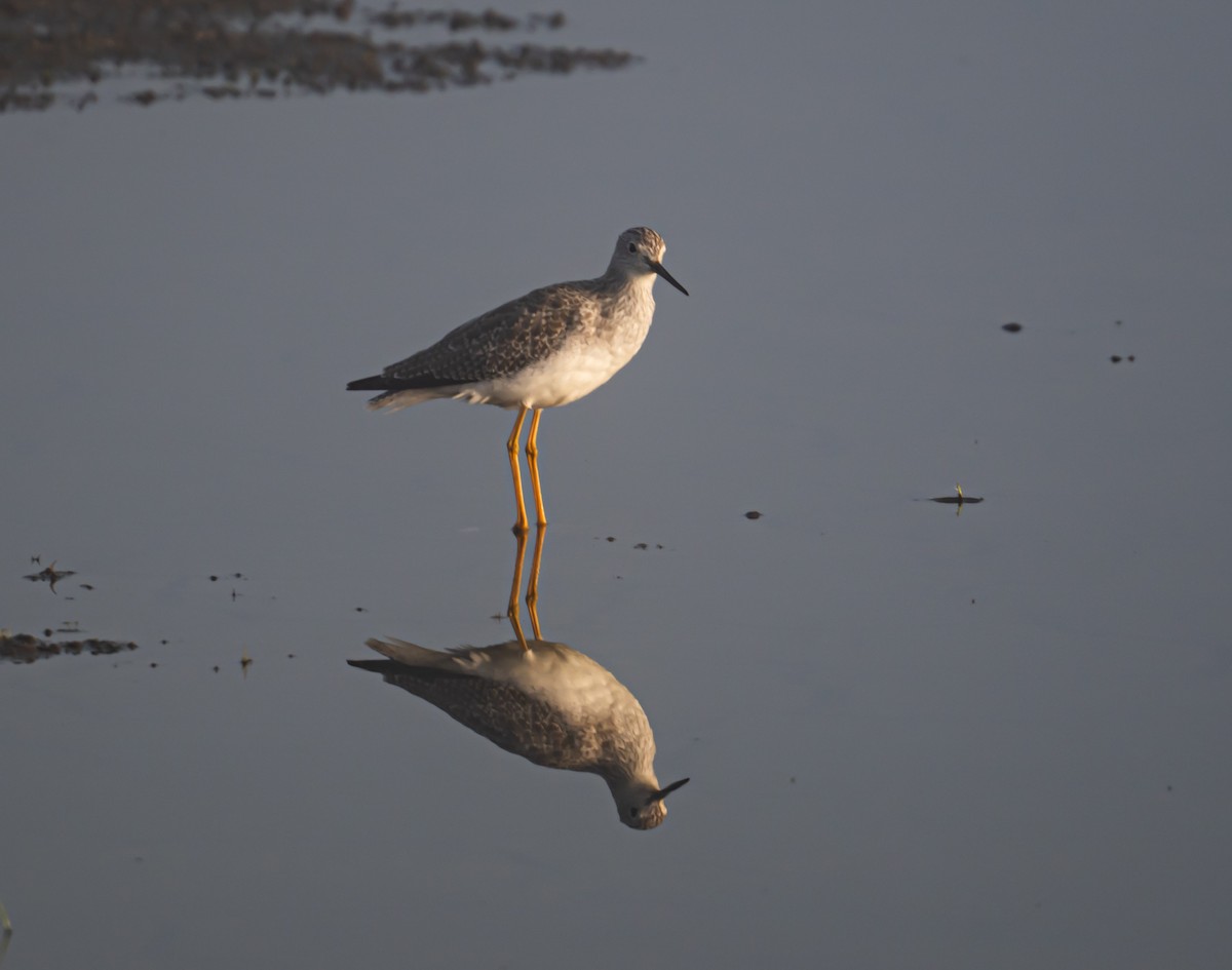 Greater Yellowlegs - ML644341247