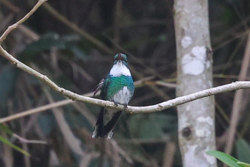 White-throated Hummingbird - ML644341251