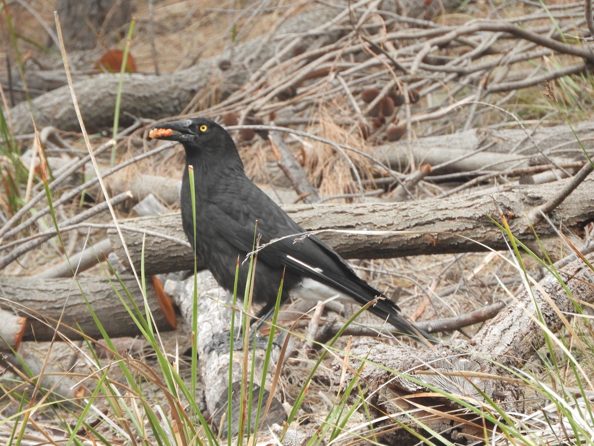 Gray Currawong - ML644341271