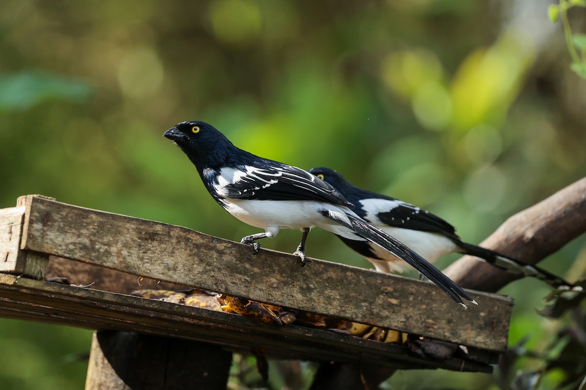 Magpie Tanager - ML644341304