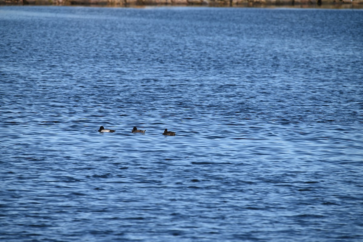 Bergente - ML644341305