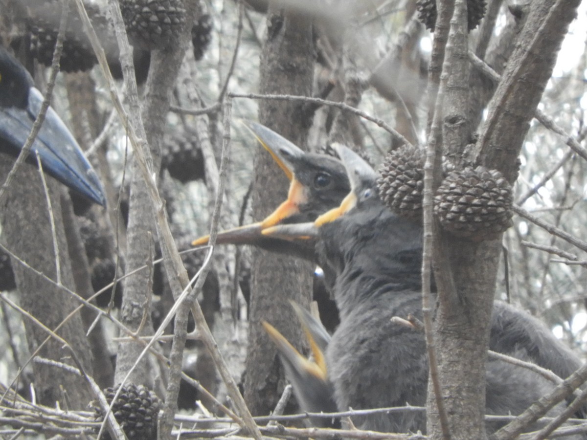 Gray Currawong - ML644341313
