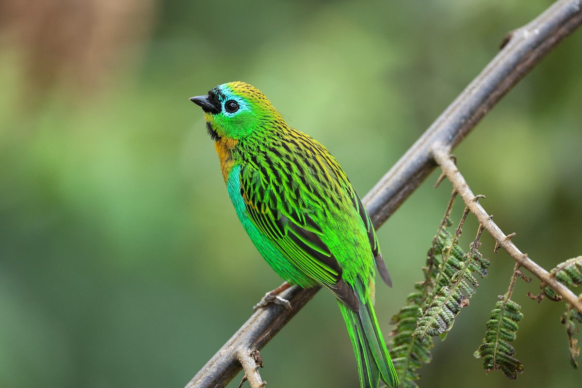 Brassy-breasted Tanager - ML644341315