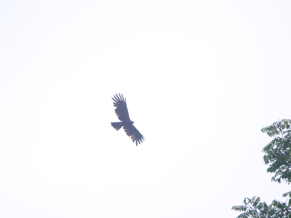 Орел чорний - ML644341319