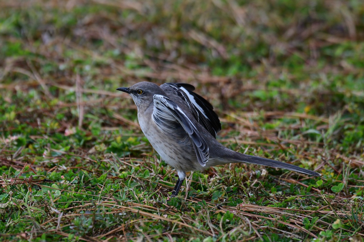 Sinsonte Norteño - ML644341322