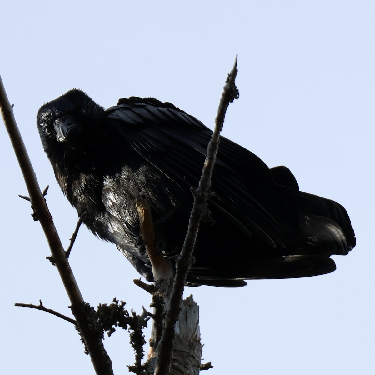 American Crow - ML644341332