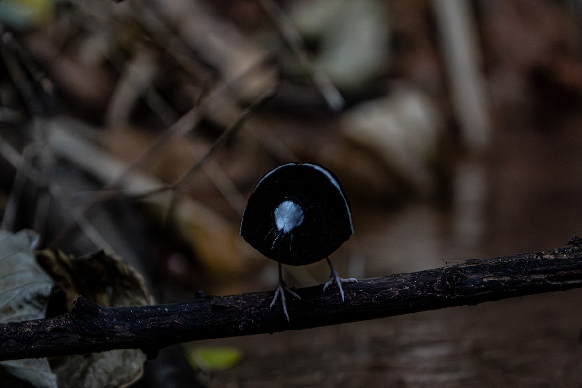 White-crowned Forktail - ML644341369