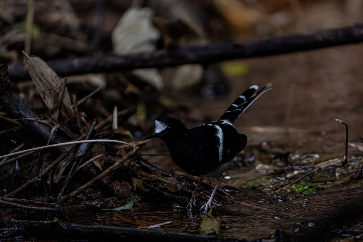 White-crowned Forktail - ML644341370