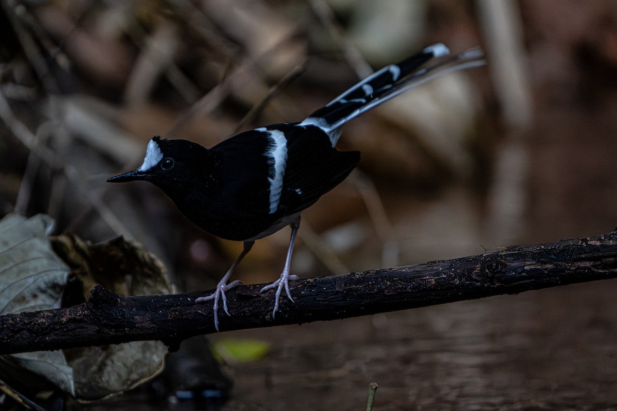 White-crowned Forktail - ML644341371