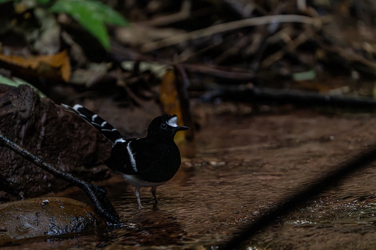 White-crowned Forktail - ML644341372