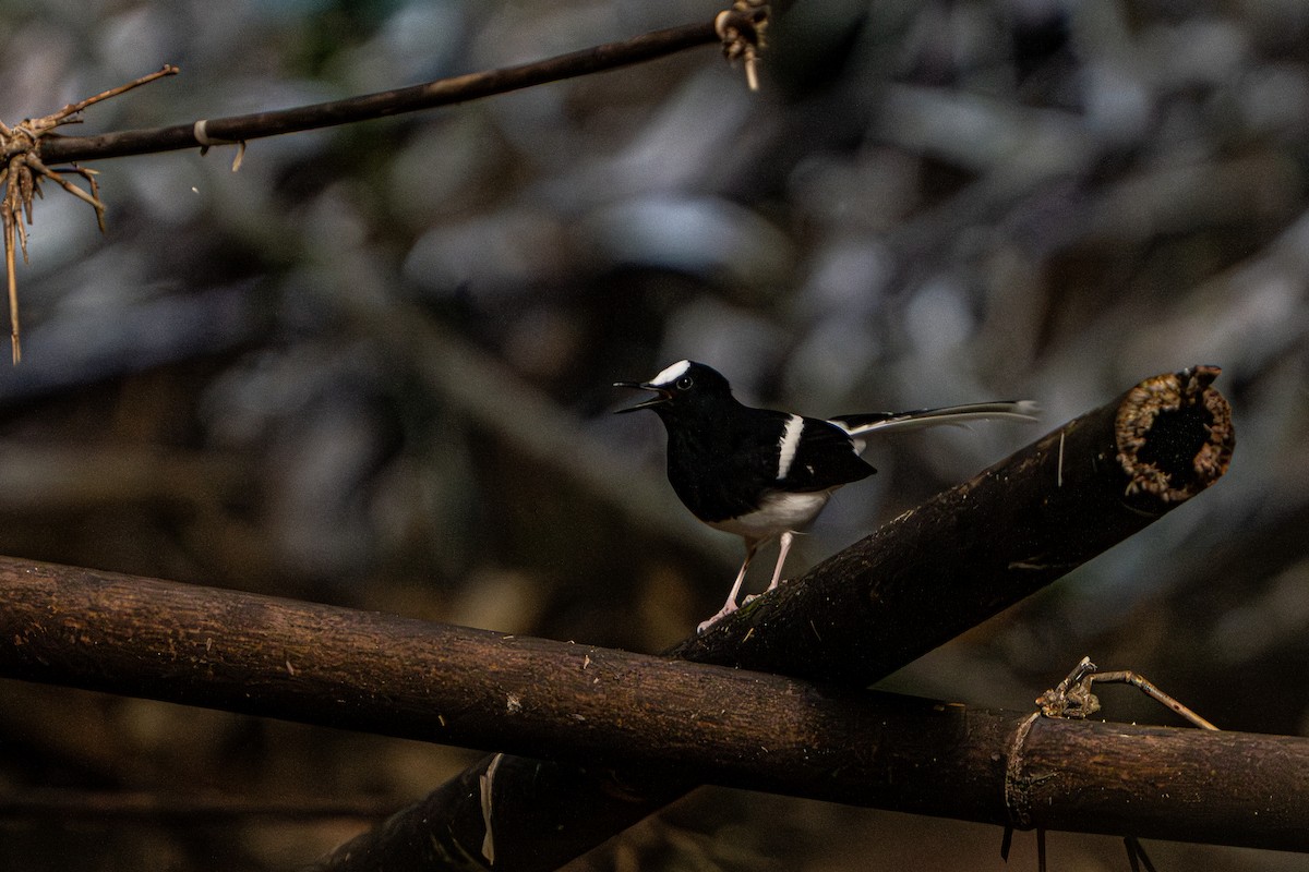 White-crowned Forktail - ML644341373