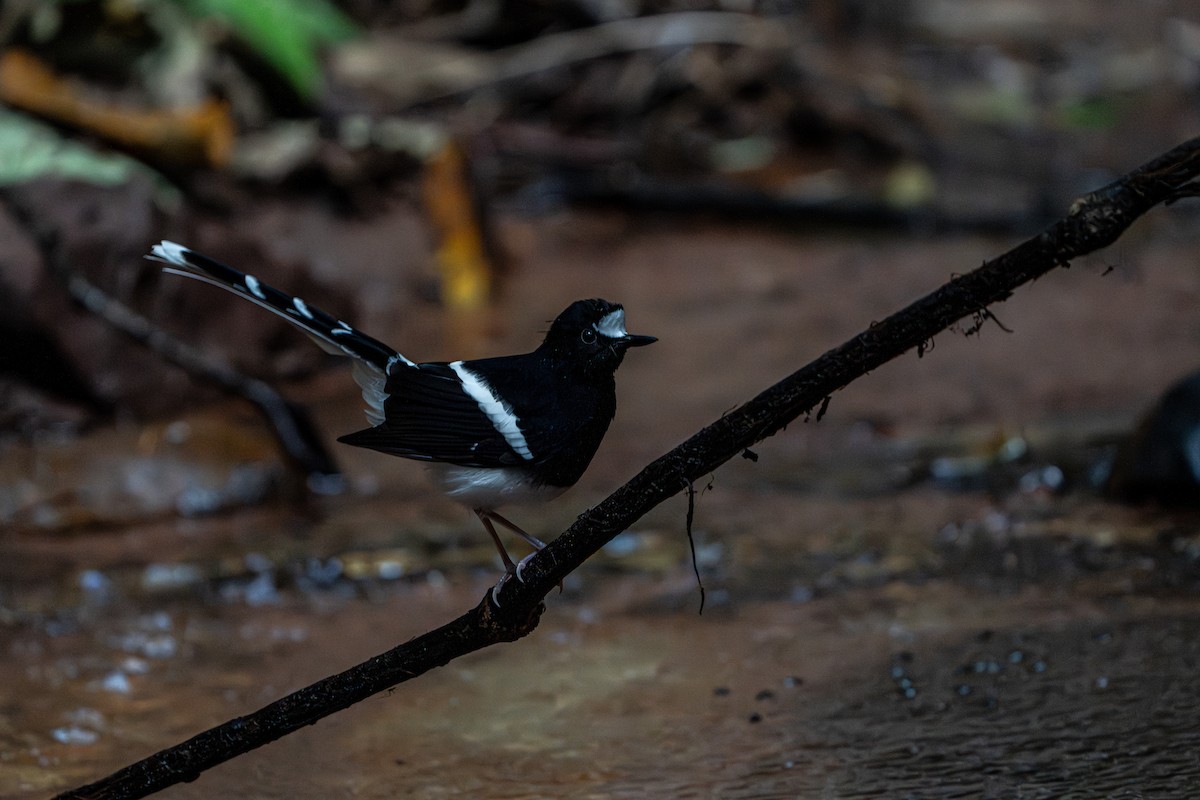White-crowned Forktail - ML644341374