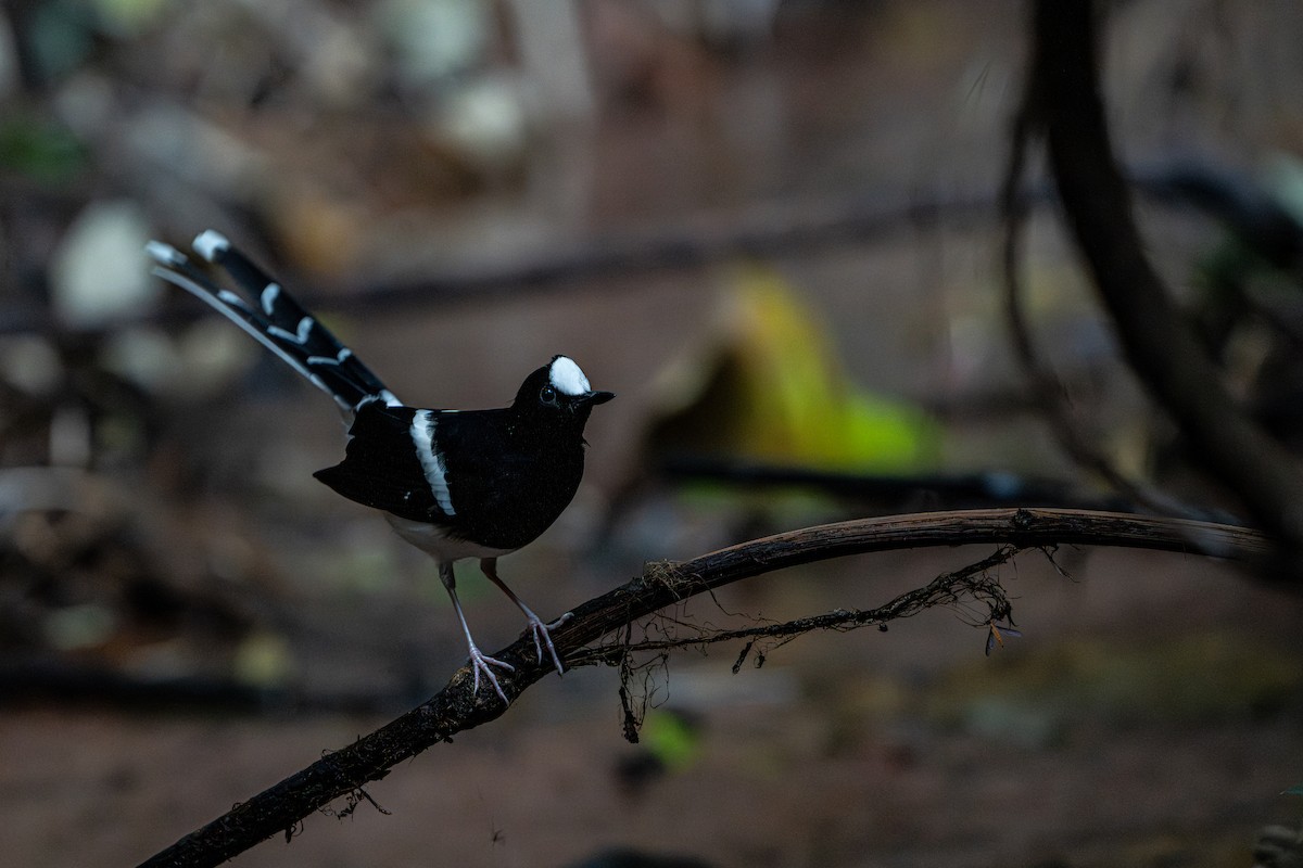 White-crowned Forktail - ML644341375