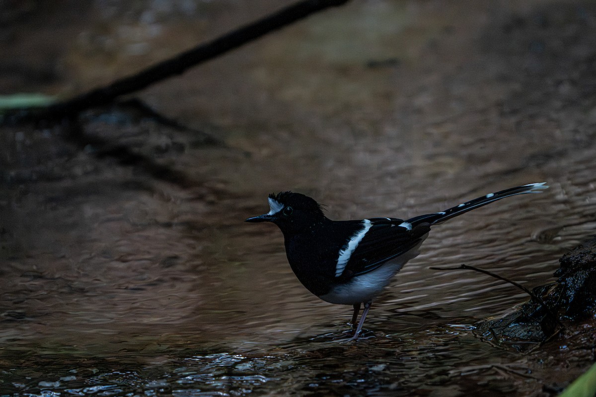 White-crowned Forktail - ML644341376