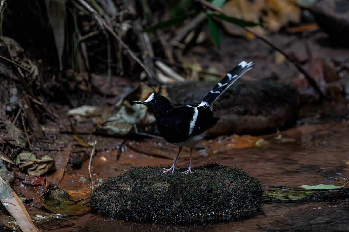 White-crowned Forktail - ML644341378