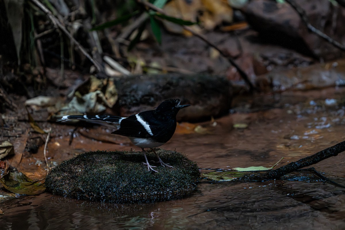 White-crowned Forktail - ML644341379