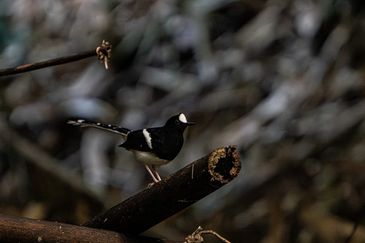 White-crowned Forktail - ML644341380
