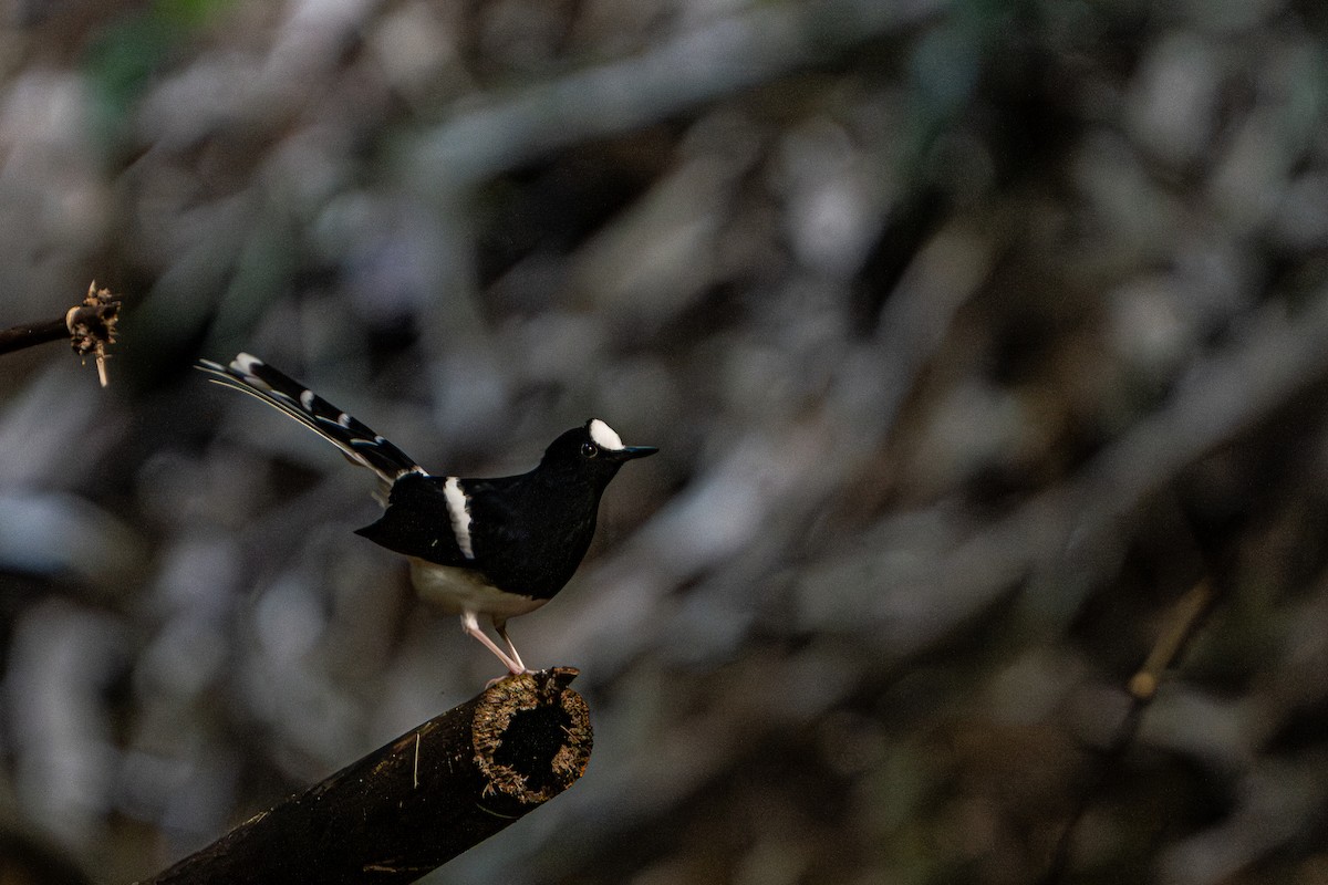 White-crowned Forktail - ML644341381