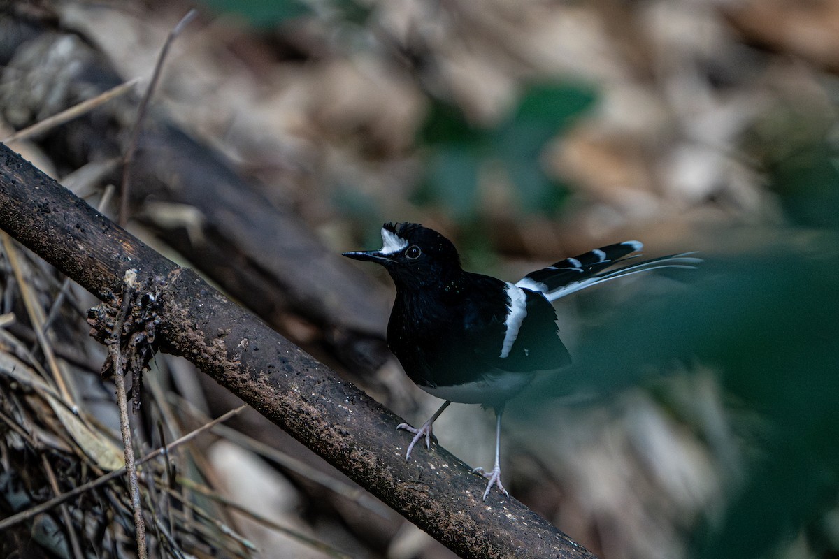 White-crowned Forktail - ML644341382