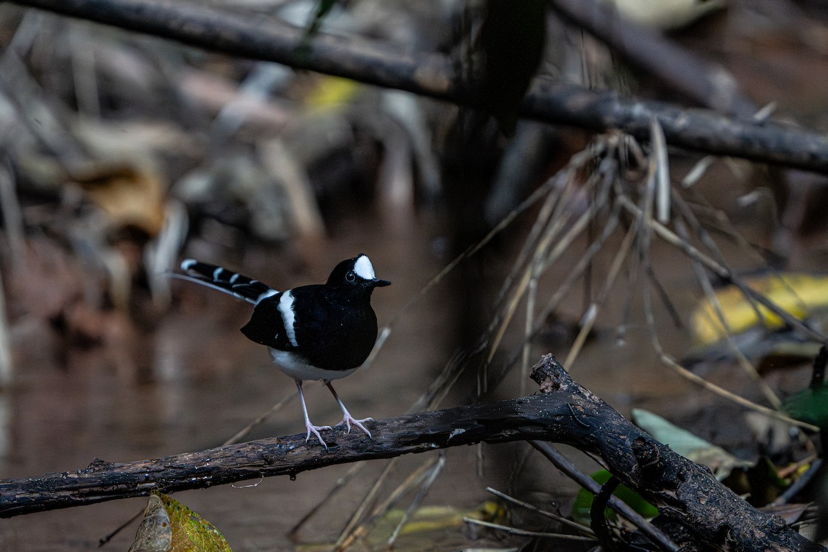 White-crowned Forktail - ML644341384