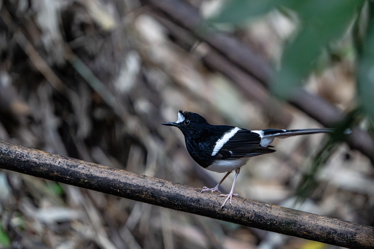 White-crowned Forktail - ML644341385