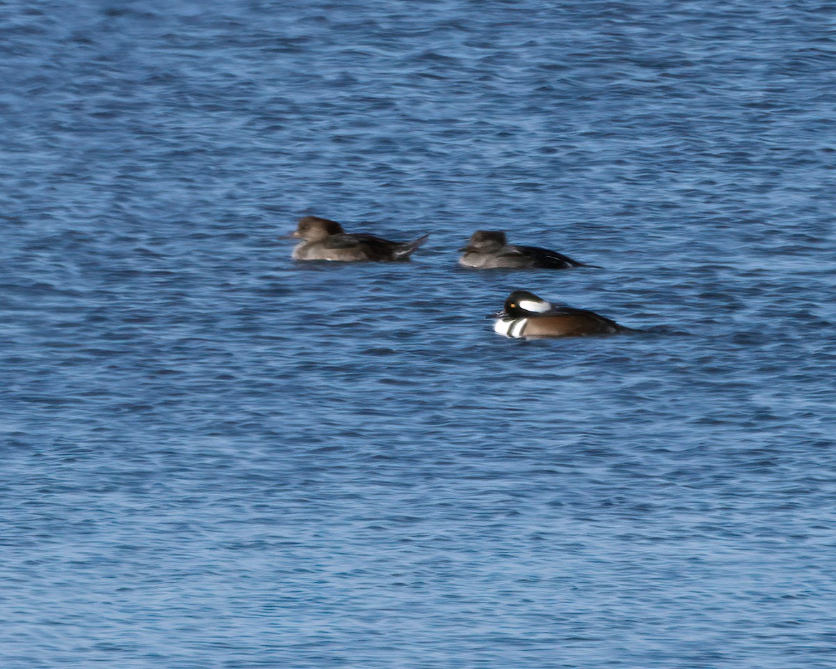 Hooded Merganser - ML644341386