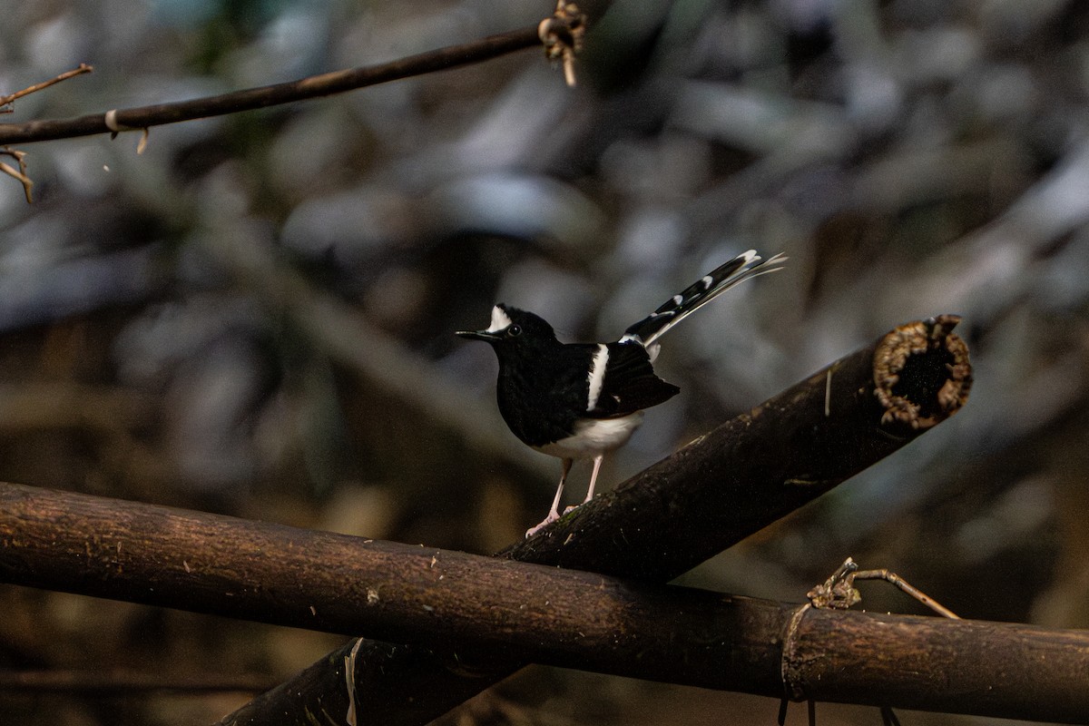 White-crowned Forktail - ML644341387