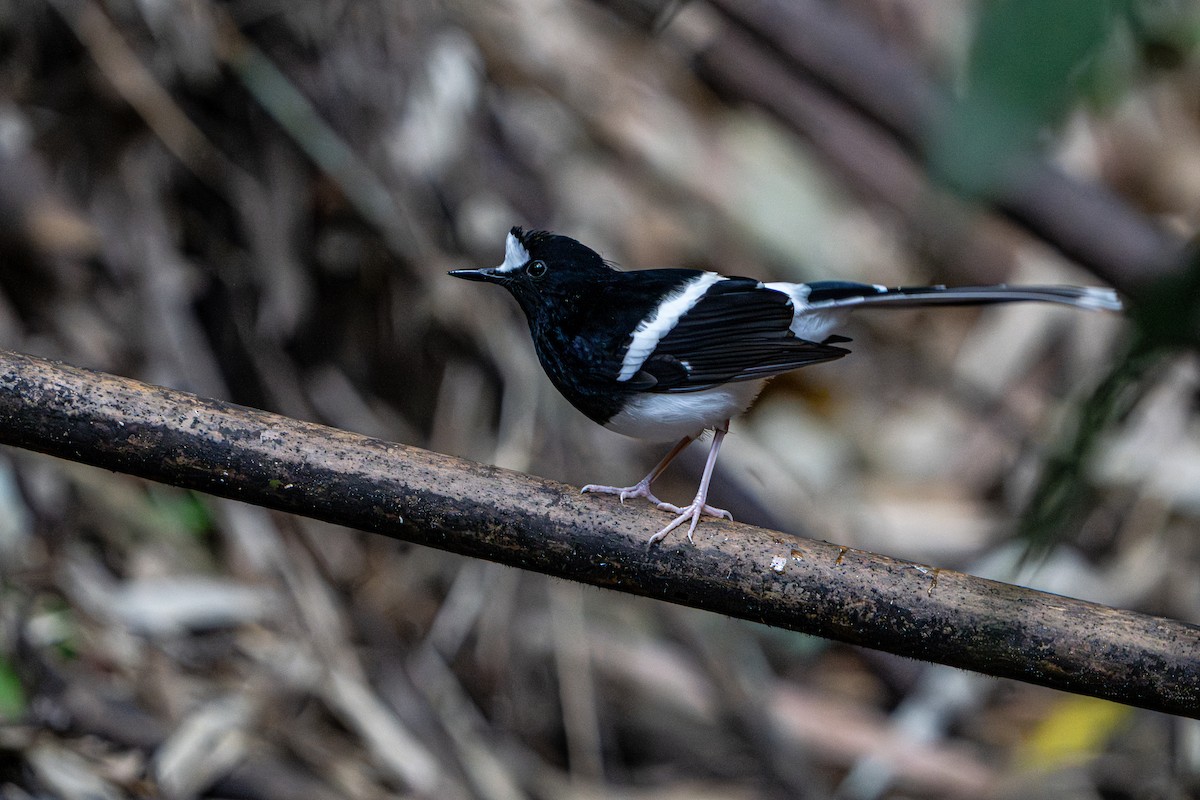 White-crowned Forktail - ML644341389