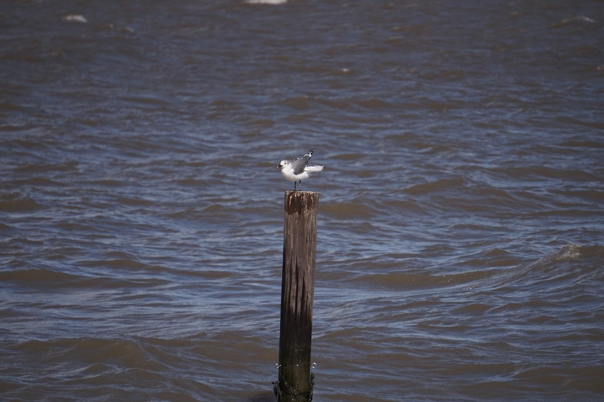 ワライカモメ - ML644341396