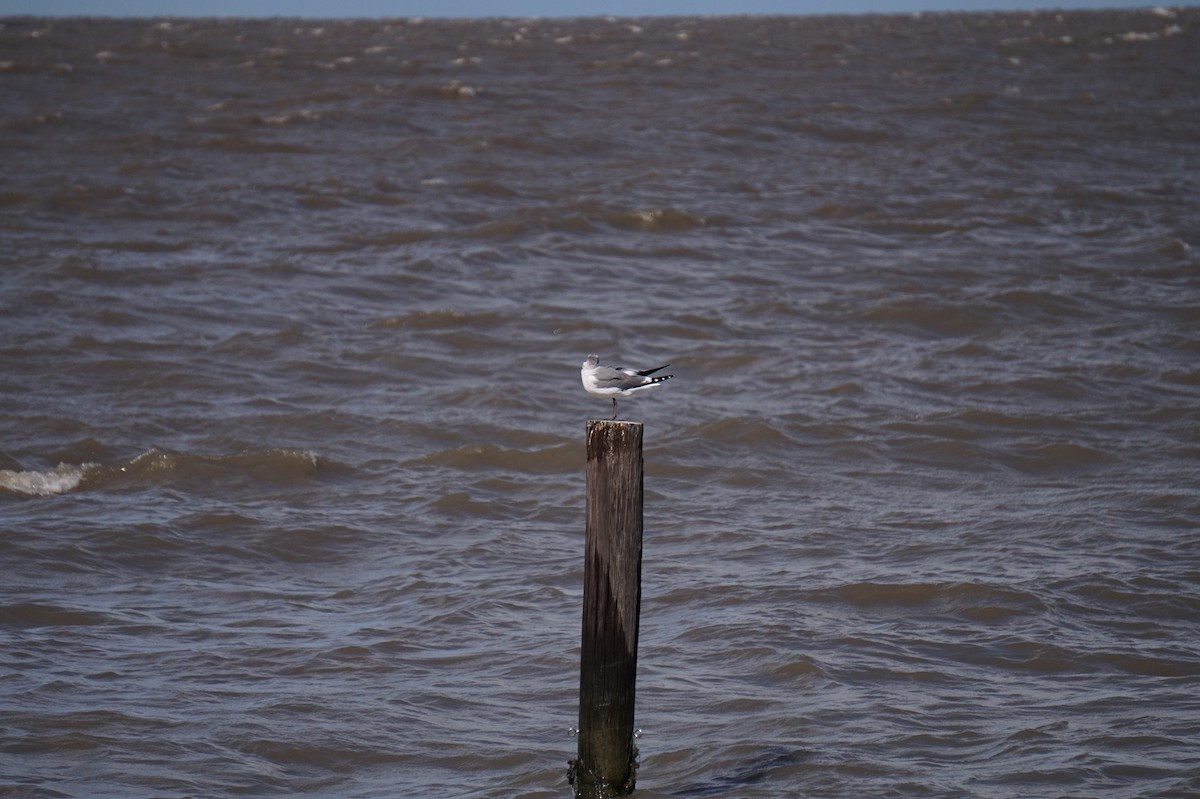 ワライカモメ - ML644341397