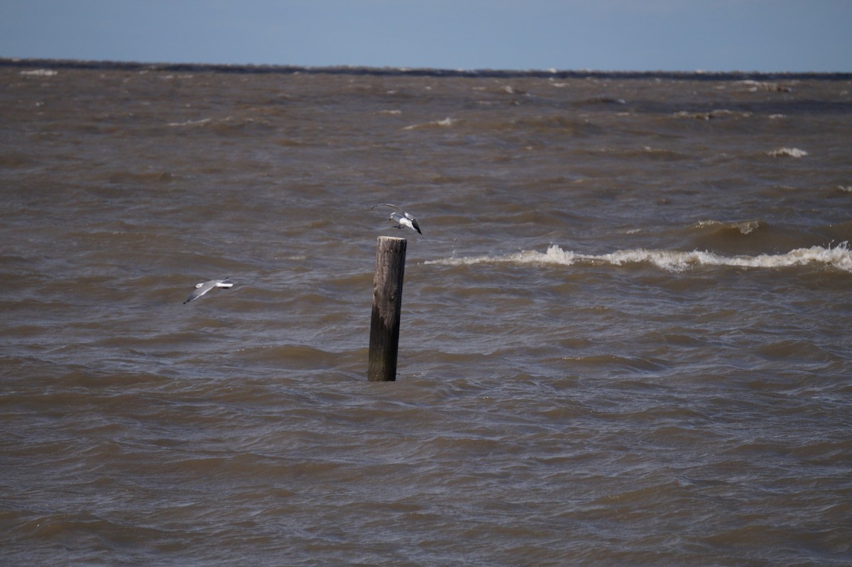 ワライカモメ - ML644341398