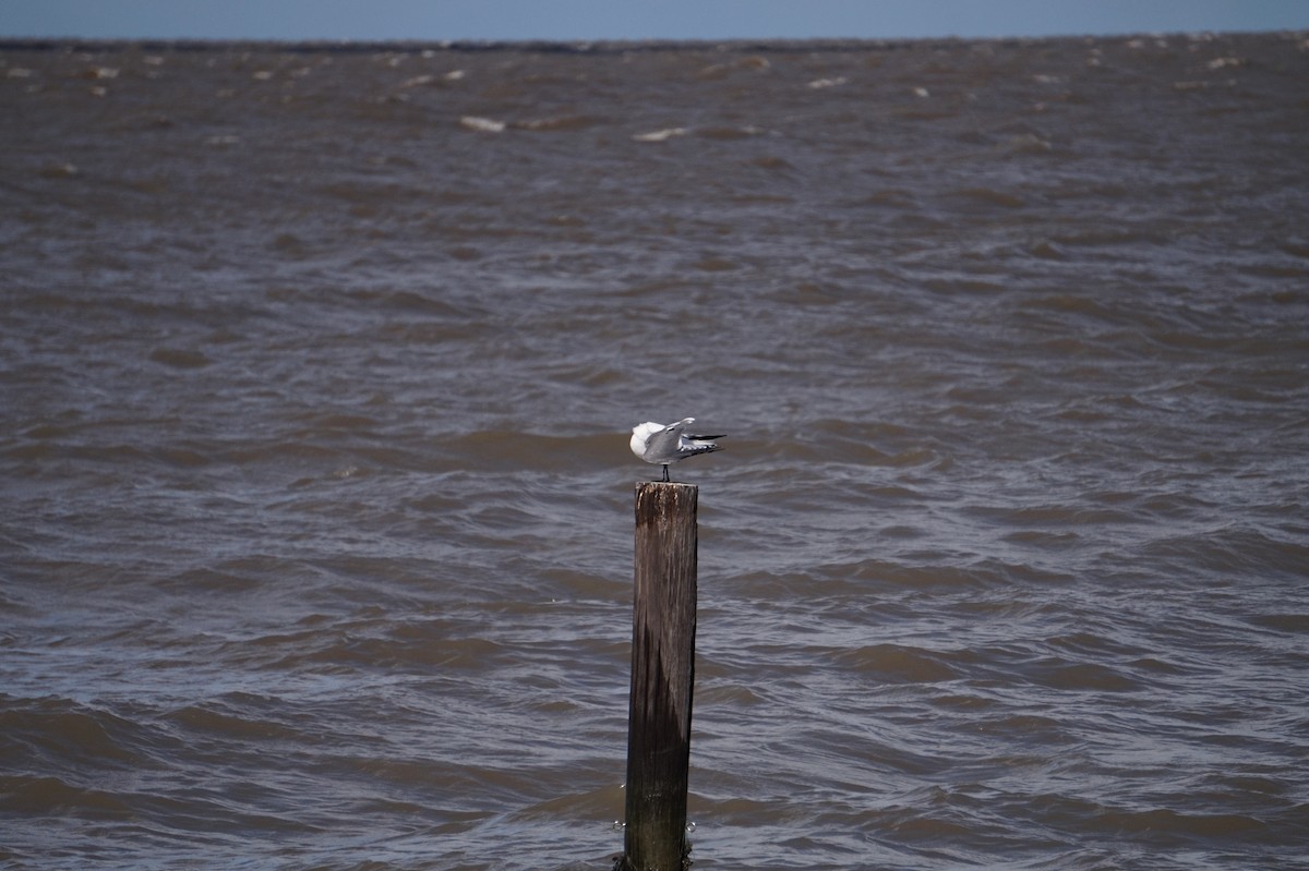 ワライカモメ - ML644341399