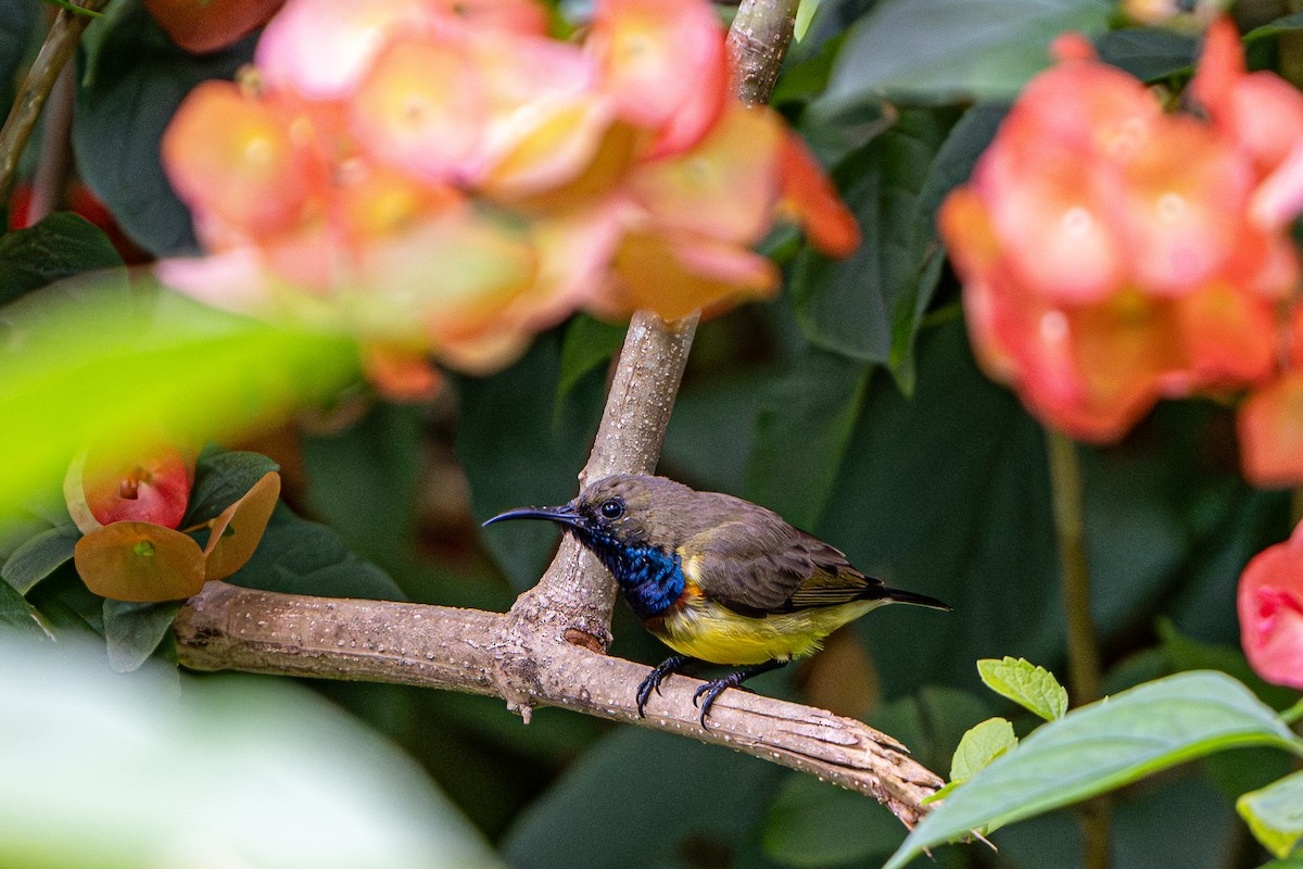 Ornate Sunbird - ML644341417