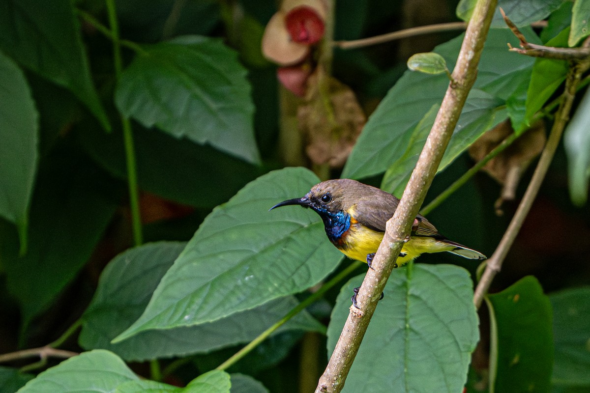Ornate Sunbird - ML644341418