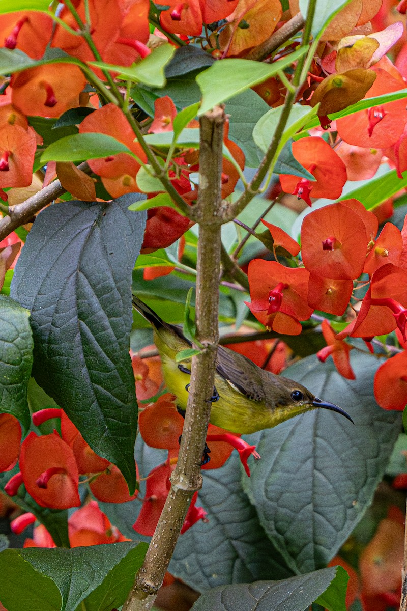 Ornate Sunbird - ML644341419