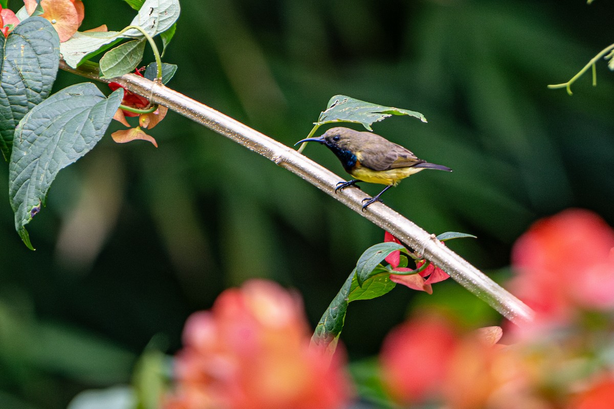 Ornate Sunbird - ML644341420
