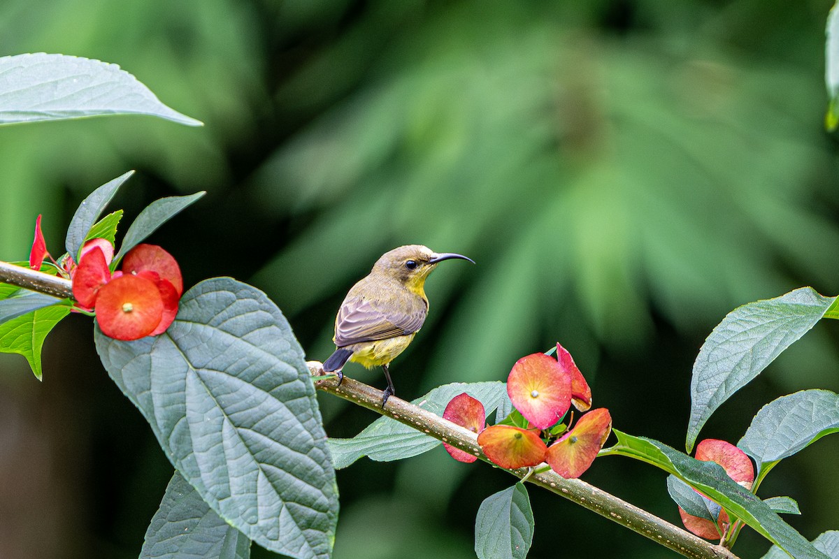 Ornate Sunbird - ML644341421