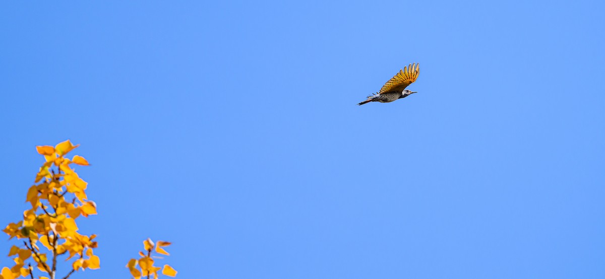 Шилоклювый дятел - ML644341430